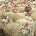 УМК издало фетву в связи с праздником Гурбан