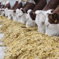 В Азербайджане будут обновлены нормативно-правовые акты в сфере животноводства