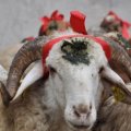 Qurban payını bu şəxslərə vermək olmaz - XƏBƏRDARLIQ!