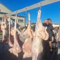 В Агдаме по случаю Гурбан байрамы 3 тыс. малоимущих семей раздали жертвенное мясо