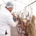В освобожденных районах организованы пункты продажи и забоя жертвенных животных