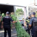 В Гахе уничтожено более 4 тонн кустов конопли