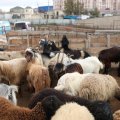 Ölkədə heyvan qiymətləri BAHALAŞDI