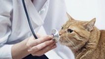 Кот в Испании заразился коронавирусом