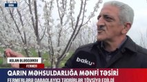 Qubada yağan qar fermerləri müşkül vəziyyətə salıb