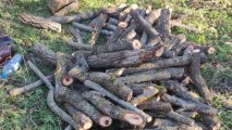 Привлечены к ответственности виновные в незаконной вырубке деревьев в двух районах - ФОТО