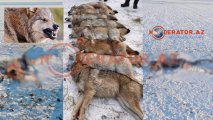Sumqayıt sakinini 8 canavar parçaladı-ÜRƏKSIZLADAN görüntülər-FOTO+ÖZƏL