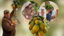 Bakıda banan, papaya, əjdaha meyvəsi yetişdirən tədqiqatçı: “Mən bunları satmıram, məqsədim odur ki..” - FOTO+ÖZƏL