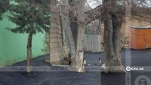 Лунки деревьев очистили от асфальта - ОБНОВЛЕНО + ФОТО