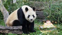 Из Испании в Китай вернулись три панды с родителями - ФОТО