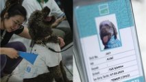 В аэропорту Стамбула появились собаки-терапевты - ФОТО/ВИДЕО