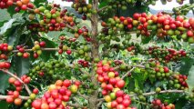 Генетики определили время появления на планете кофейного дерева арабика