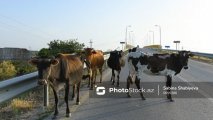 Опасная ситуация на шоссе Алят - Астара: граждане срезают ограждения - ФОТО