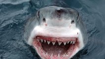 Акула-людоед напала на лодку с людьми в Новой Зеландии - ВИДЕО