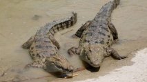 Новая угроза в связи с наводнением в Иране: берегитесь крокодилов! - ВИДЕО