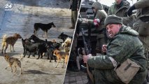 В России хотят усилить войска в Украине бездомными собаками
