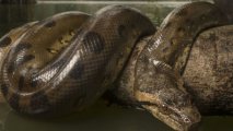 Ученые обнаружили остатки самой крупной змеи в истории Земли