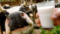 В коровьем молоке впервые обнаружили птичий грипп