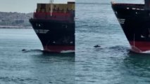 Delfinlərin Bosfor boğazında gəmi ilə yarışı - VİDEO