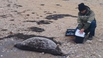 На берег Каспия в Казахстане выбросило почти 80 мертвых тюленей
