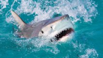 Тупорылая акула вцепилась в живот 64-летнему туристу - ФОТО