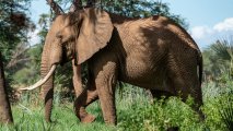 Hindistanda vəhşi fil 4 nəfəri tapdalayaraq öldürüb