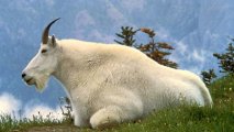Раскрыта многолетняя тайна загадочной убыли горных козлов на Аляске