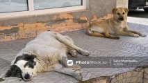 В Азербайджане бродячие собаки напали на человека - ФОТО/ВИДЕО