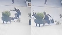 В Хырдалане бродячие собаки напали на женщину - ВИДЕО