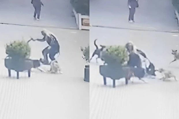 Подвергшаяся нападению собак в Хырдалане: Моя участь могла быть более плачевной