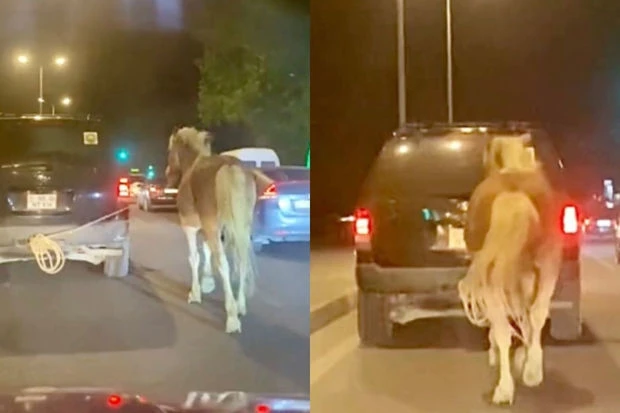 Галопом по дороге: в Баку водитель привязал лошадь к машине-ВИДЕО