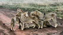 СМИ: На севере Намибии из-за львов временно закрыли четыре школы