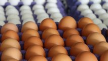 Из Азербайджана в Россию ввезено в общей сложности 43,1 млн яиц
