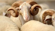 Qurban həftəsi başladı: nə olar, nə olmaz? - tövsiyələr