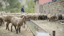 Qurban bayramı ilə əlaqədar vətəndaşlara MÜRACİƏT