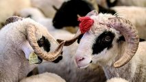 Qurban kəsirik: nəyi bilməliyik?