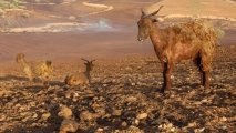 Türkiyədəki meşə yanğınından ürəkdağlayan görüntülər: Can verən heyvanların iniltiləri ağlatdı - FOTO/VİDEO