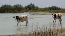 Heyvanı xilas etmək istədi, özü göldə boğuldu