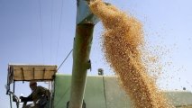 В Иране выросли внутренние закупки пшеницы