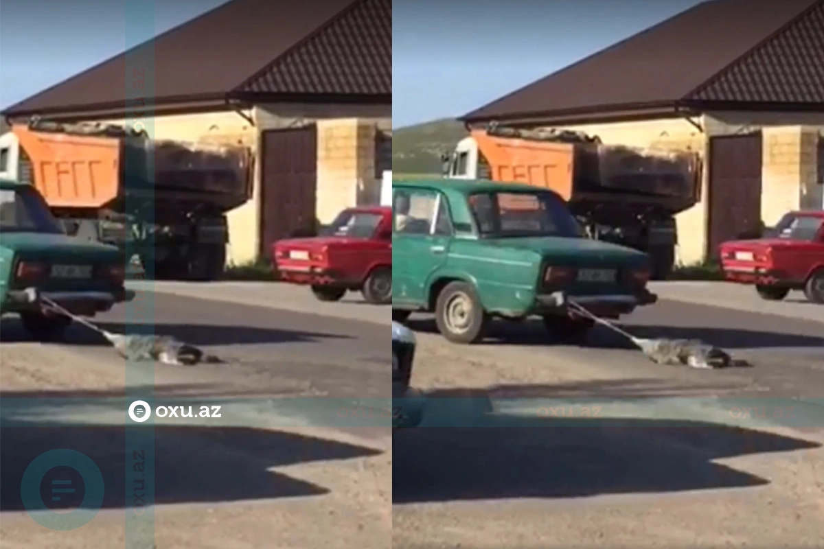 В Гедабейском районе водитель привязал собаку к машине и тащил ее по дороге-ВИДЕО