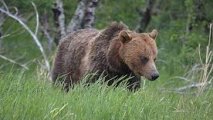 В США 72-летний пенсионер расправился с напавшим на него медведем