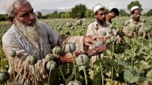 Афганистан остался без посевов опийного мака