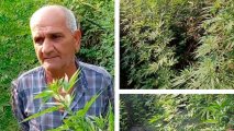 Задержан житель Уджара, выращивавший коноплю в лесу