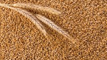 В Казахстане заявили о готовности поставить более 1 млн тонн пшеницы в Азербайджан