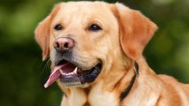 Körpə Retriever baxımı - Sağlam, xoşbəxt Labrador yetişdirmək