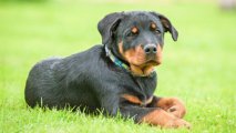 Bala Rottweiler itinə düzgün qulluq - Bələdçi