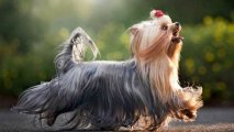 Yorkshire Terrier üçün ən yaxşı məşqlər: Kiçik ölçülü, böyük enerjili