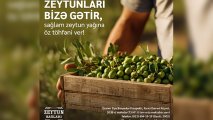 “Azərsun Holdinq” zeytun qəbuluna start verdi