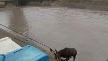 Силы МЧС спасли упавшего в водный канал оленя-ВИДЕО