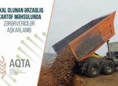 Belarusdan Azərbaycana gətirilən tonlarla kartof məhv edildi - SƏBƏB
